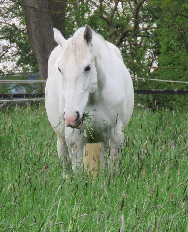 Pferd_1.jpeg
